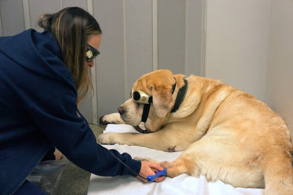 Dog hospital