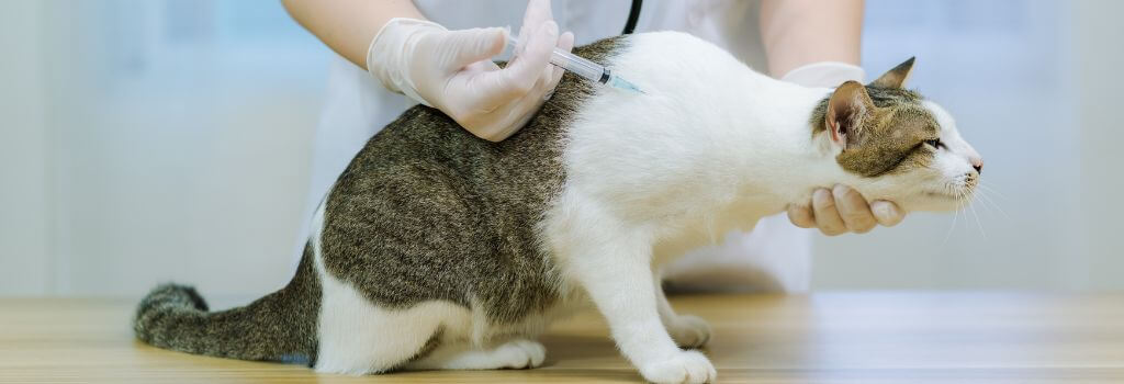 cat-vaccinations