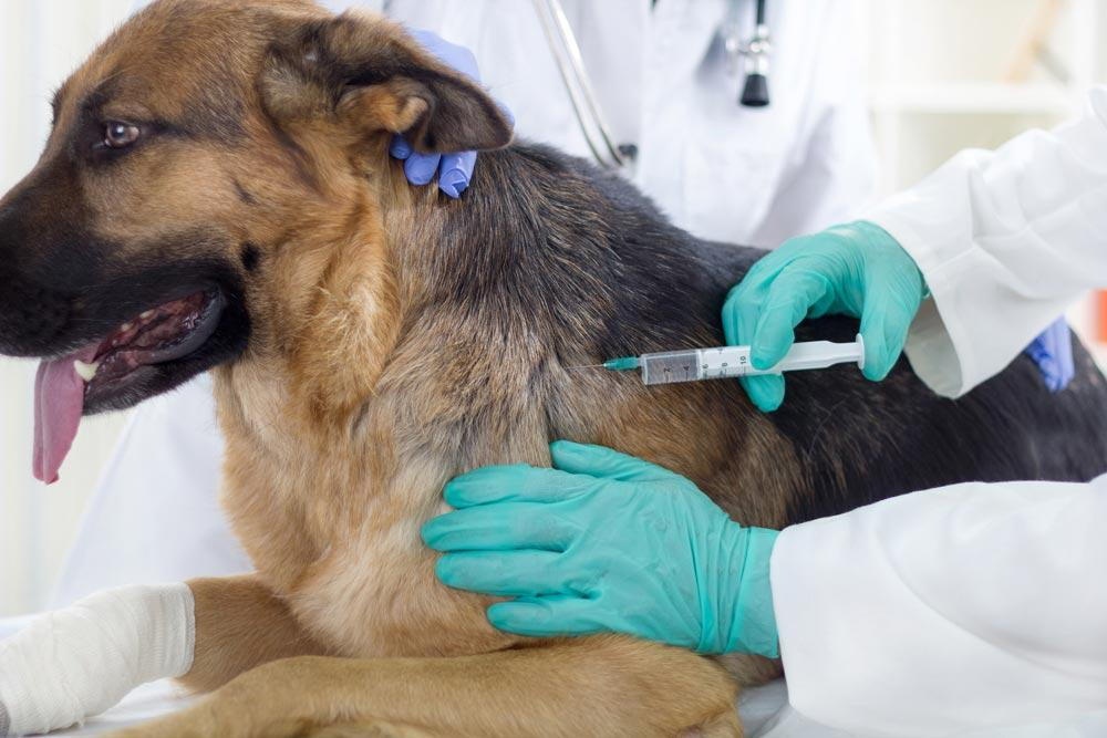 Dog Vaccination in Encino